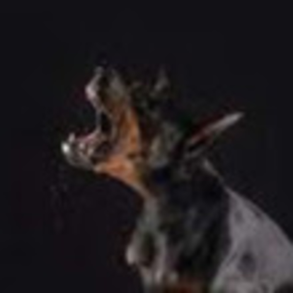 Meet your Posher, Kailey